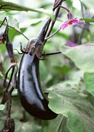 池袋駅近くの新鮮海鮮を楽しめる磯丸水産池袋西口店の魅力と店舗情報